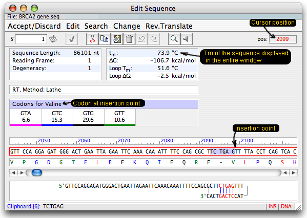 mutagenesis window